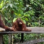 orangutangene i kalimantan