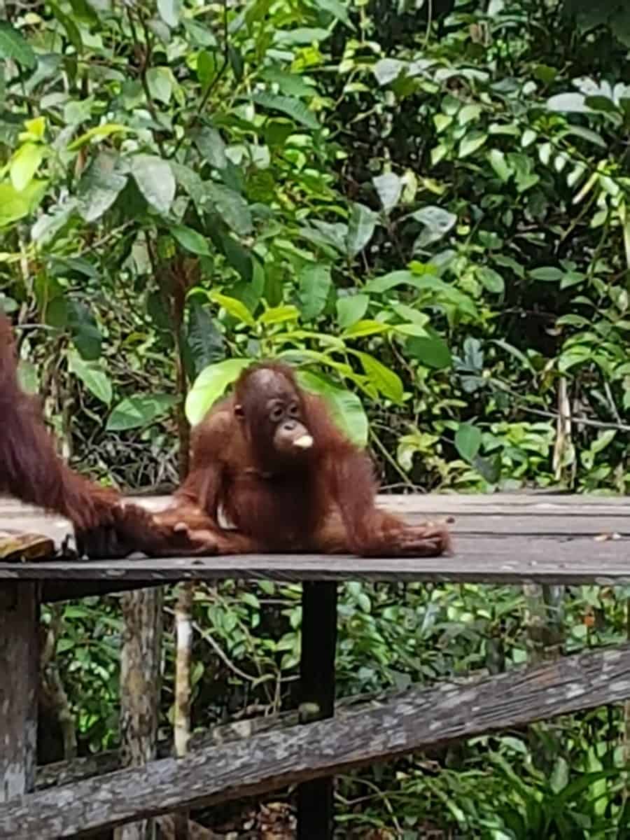 orangutangene i kalimantan