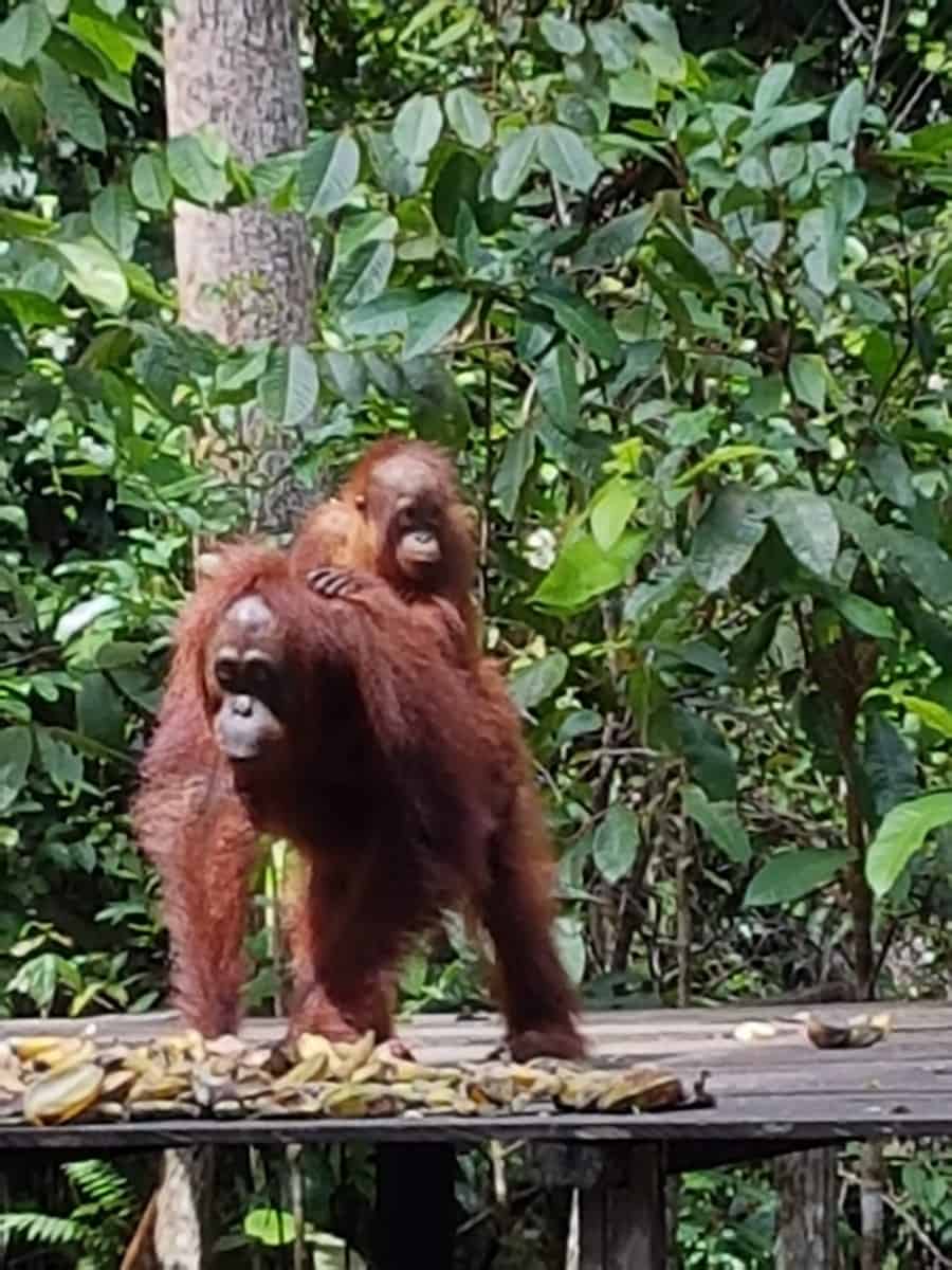 orangutangene i kalimantan