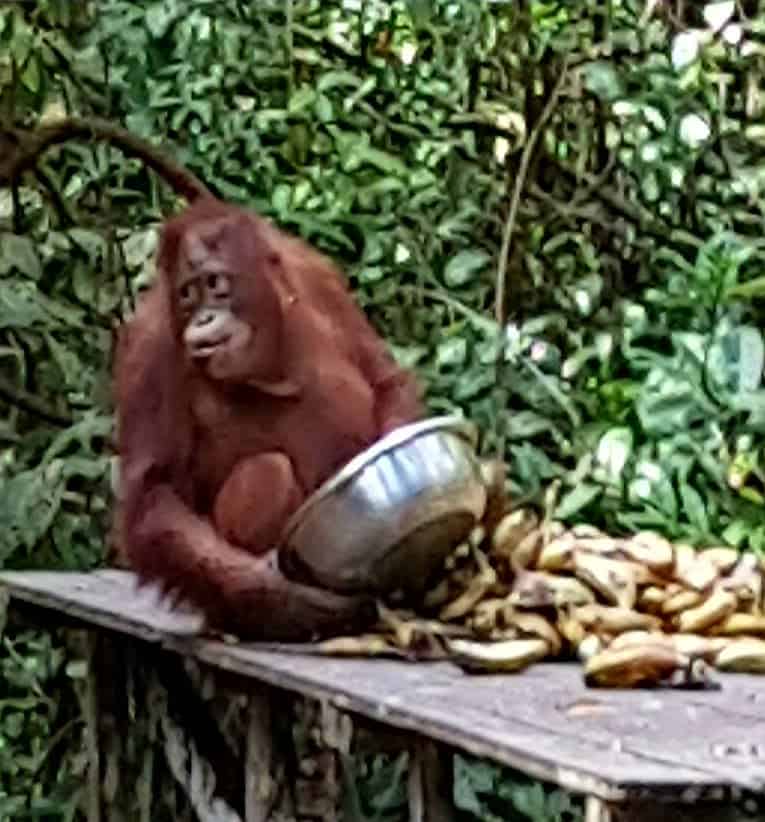 orangutangene i kalimantan