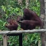 orangutangene i kalimantan