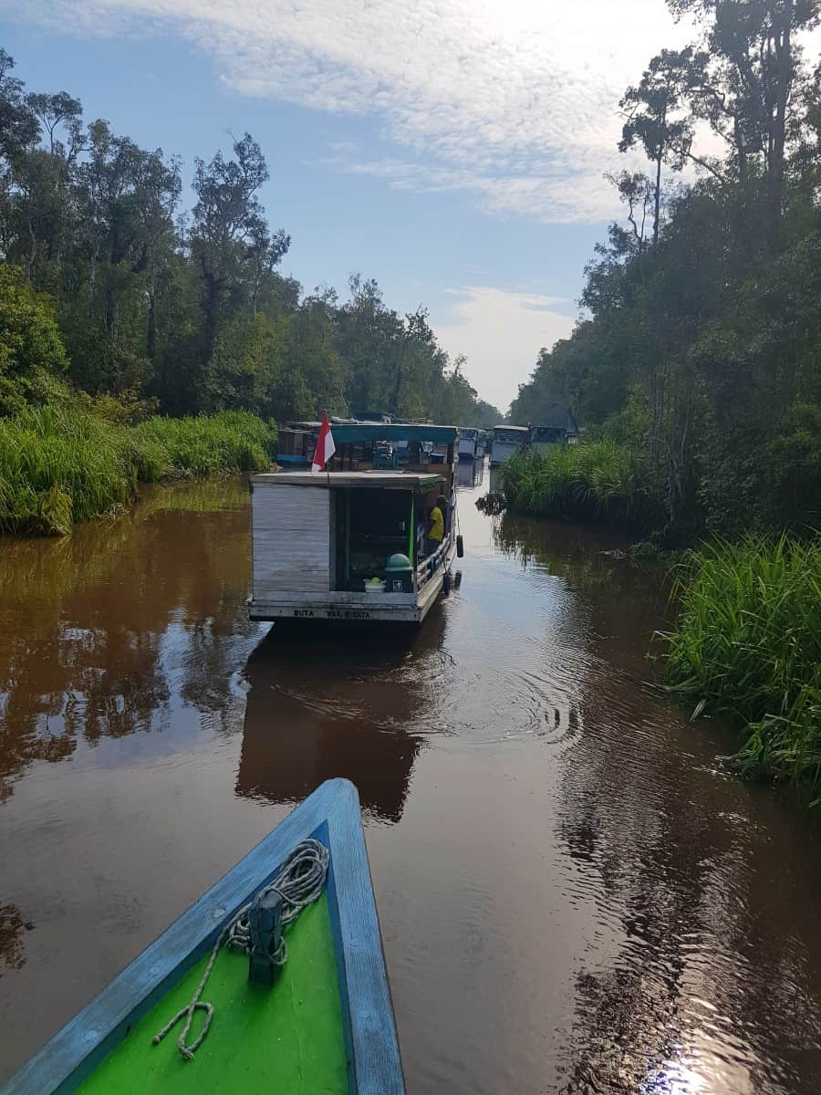 orangutangene i kalimantan