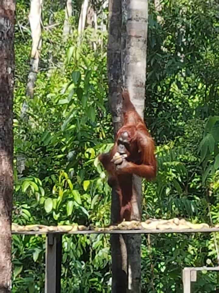 orangutangene i kalimantan