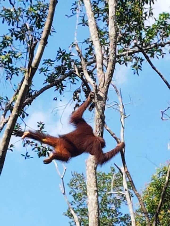 orangutangene i kalimantan