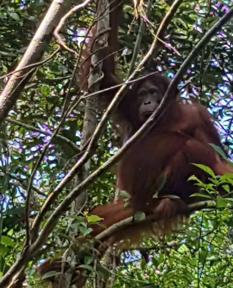 orangutangene i kalimantan