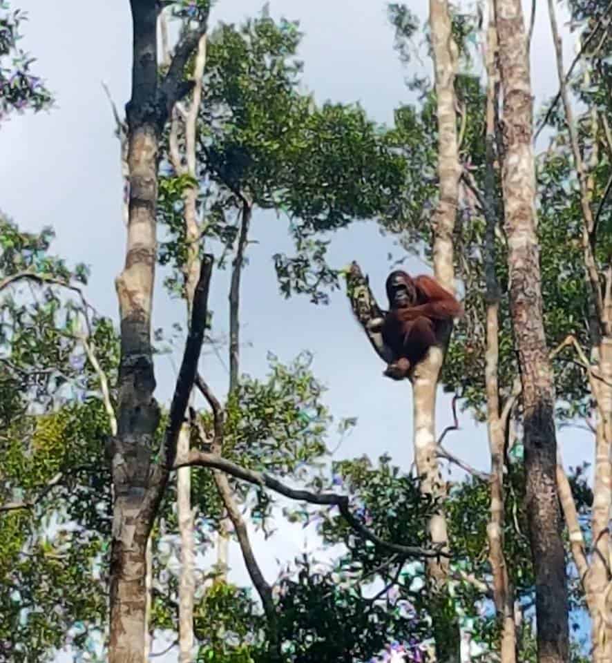 orangutangene i kalimantan